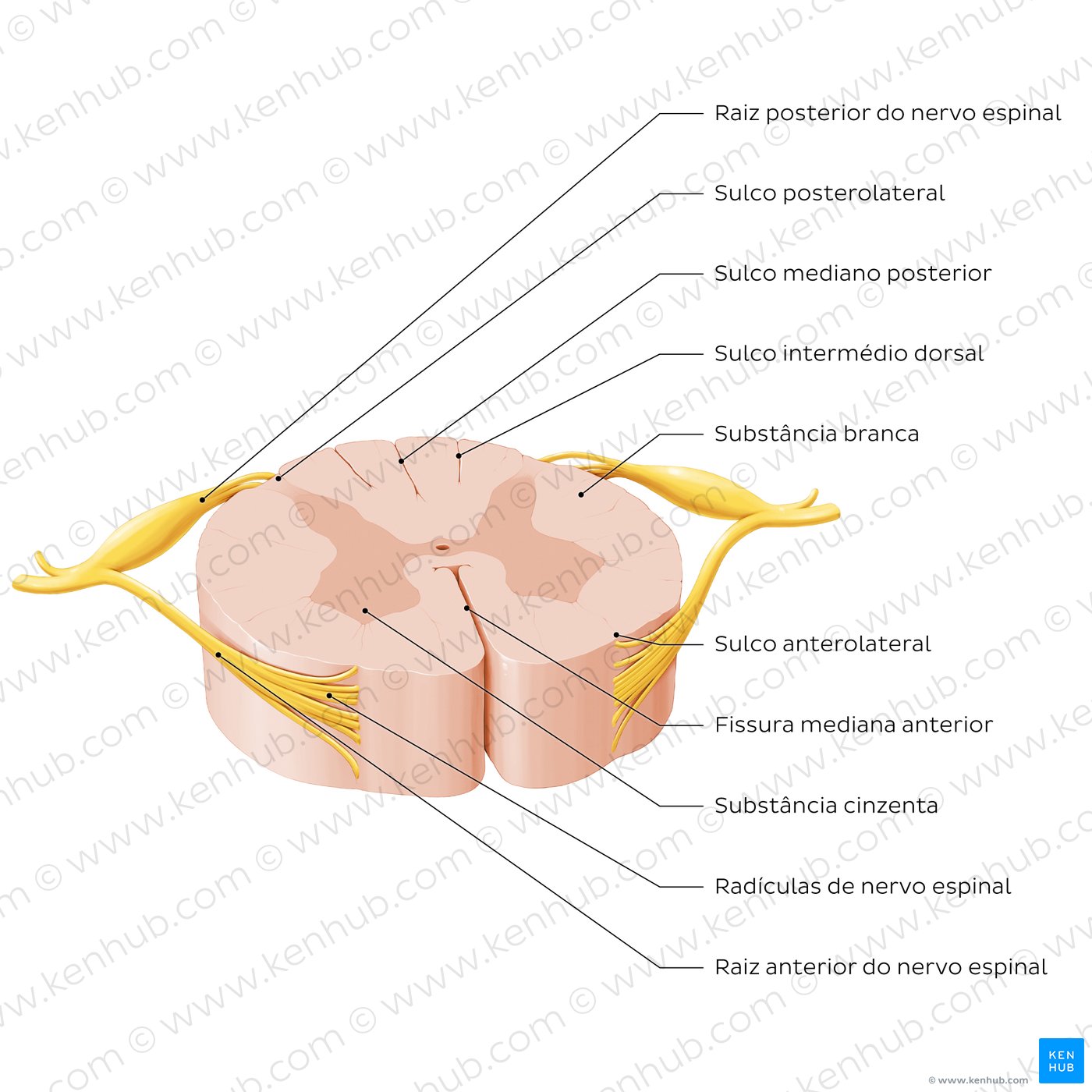 Superfície externa da medula espinal