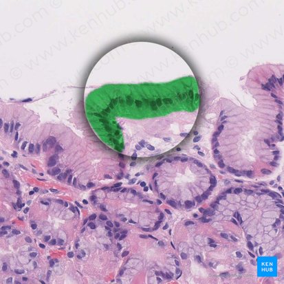 Cellules muqueuses superficielles (Mucocyti superficiales); Image : 