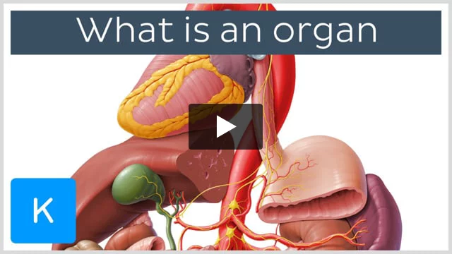 List of human organs