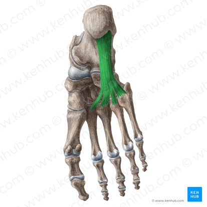 Ligamentum plantare longum (Langes Sohlenband); Bild: Liene Znotina