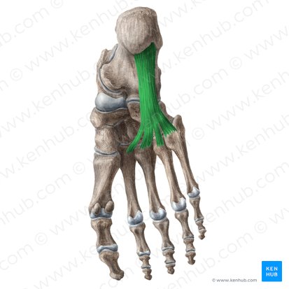 Long plantar ligament (Ligamentum plantare longum); Image: Liene Znotina