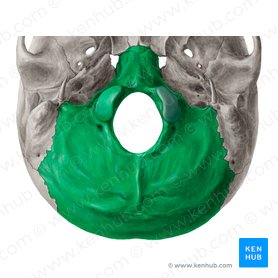 Occipital bone (Os occipitale); Image: Yousun Koh