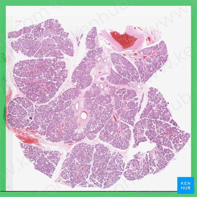 Glándula submandibular (Glandula submandibularis); Imagen: 