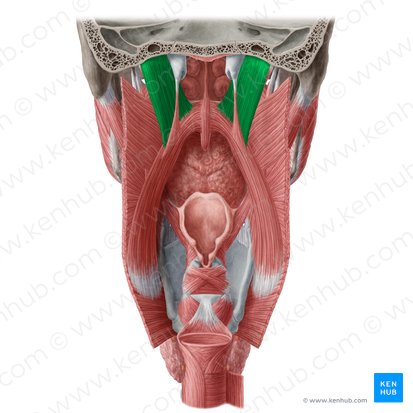 Musculus levator veli palatini (Gaumensegelheber); Bild: Yousun Koh