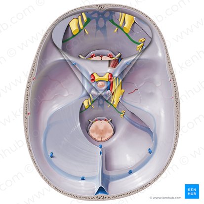 Seio petroso inferior (Sinus petrosus inferior); Imagem: Paul Kim