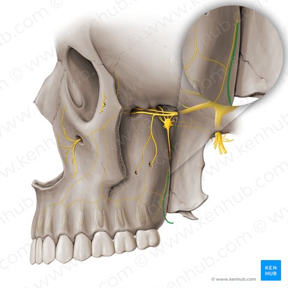 Lesser palatine nerve (Nervus palatinus minor); Image: Paul Kim