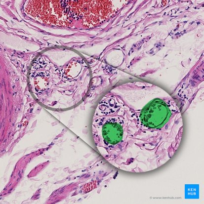 Arteriola (Arteriole); Bild: 