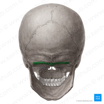 Linea nuchalis inferior ossis occipitalis (Untere Nackenlinie des Hinterhauptbeins); Bild: Yousun Koh