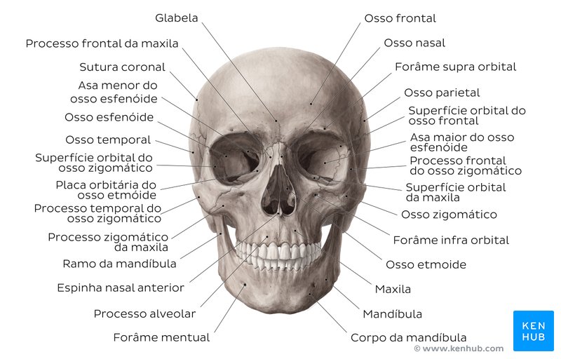 Crânio humano: Anatomia, estrutura e ossos | Kenhub