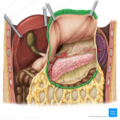 Ligamentum gastrocolicum (Magen-Dickdarm-Band); Bild: Esther Gollan