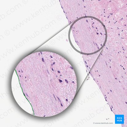 Endotelio del endocardio (Endothelium endocardiacum); Imagen: 