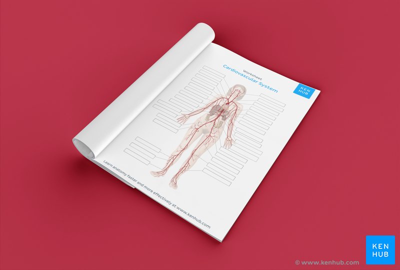 Download our arteries and veins worksheet below