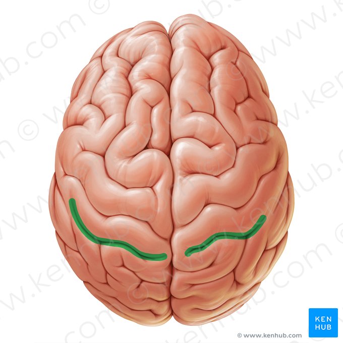 Sulco pós-central (Sulcus postcentralis); Imagem: Paul Kim