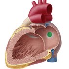 Fetal circulation