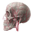 Principales arterias de la cabeza y cuello