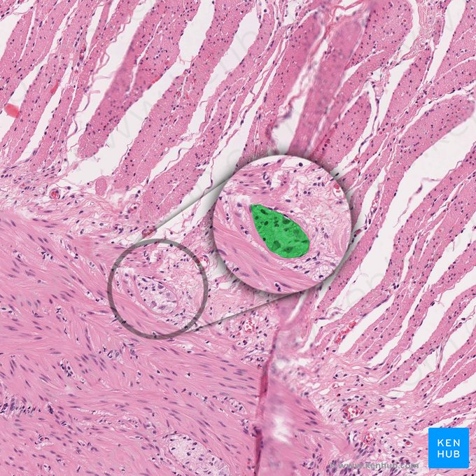 Plexo mientérico (de Auerbach) (Plexus myentericus); Imagen: 