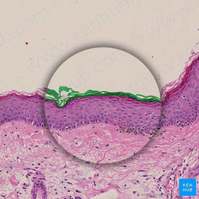 Couche de kératine (Keratinum); Image : 