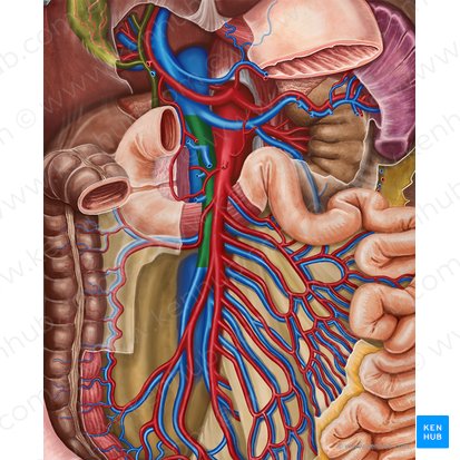 Superior mesenteric vein (Vena mesenterica superior); Image: Irina Münstermann