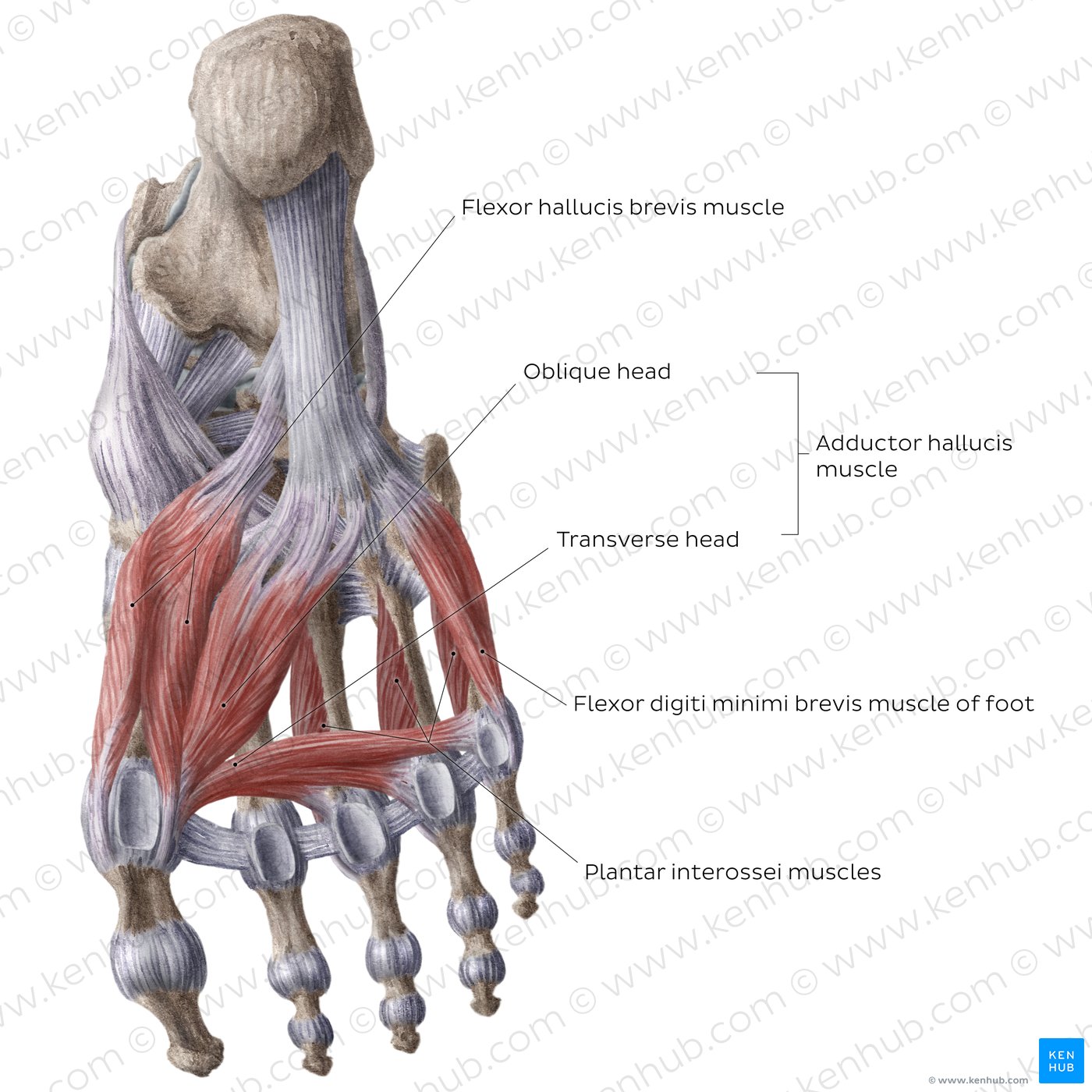 3rd and 4th plantar layers of the foot