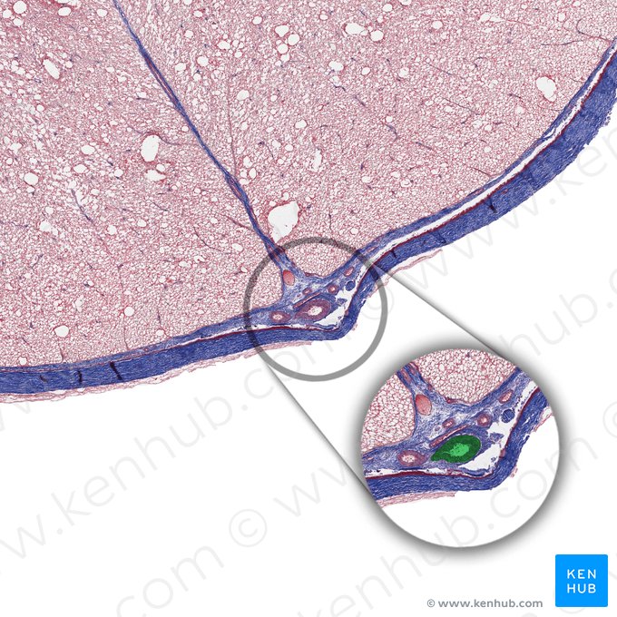 Artéria espinal anterior (Arteria spinalis anterior); Imagem: 