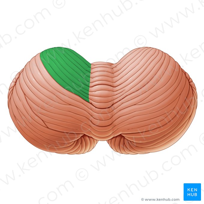 Anterior quadrangular lobule of cerebellum (Lobulus quadrangularis anterior cerebelli); Image: Paul Kim