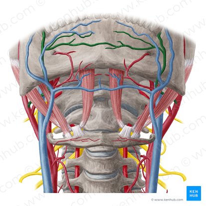 Arteria facialis (Gesichtsarterie); Bild: Yousun Koh