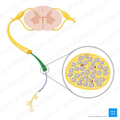 Nerve fascicle (Fasciculus nervi); Image: Paul Kim