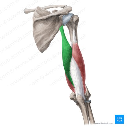 Cabeza larga del músculo tríceps braquial (Caput longum musculi tricipitis brachii); Imagen: Yousun Koh