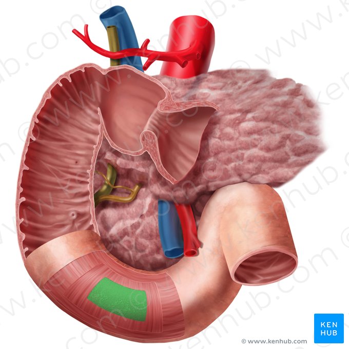 Sous-muqueuse (Tela submucosa); Image : Begoña Rodriguez