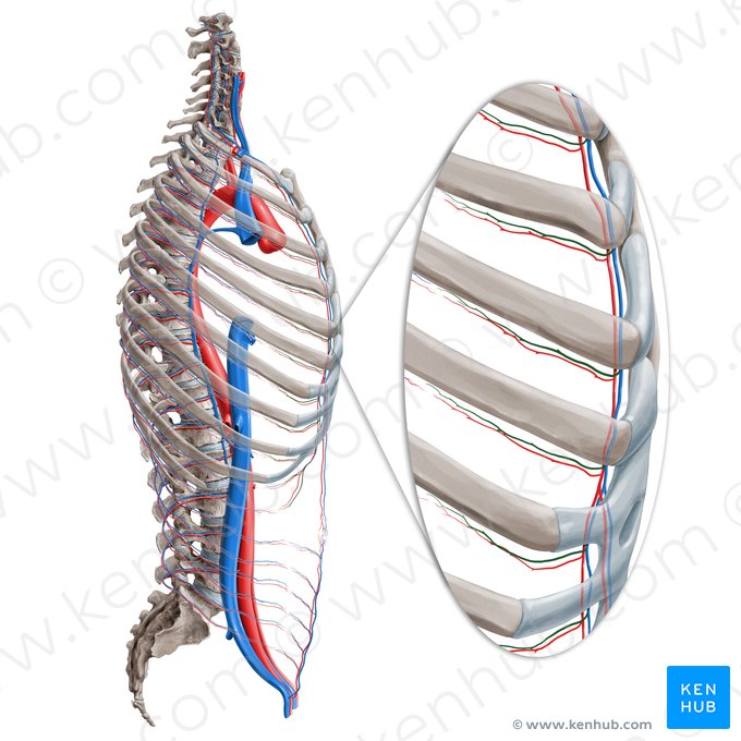 Veine intercostale antérieure (Vena intercostalis anterior); Image : Paul Kim