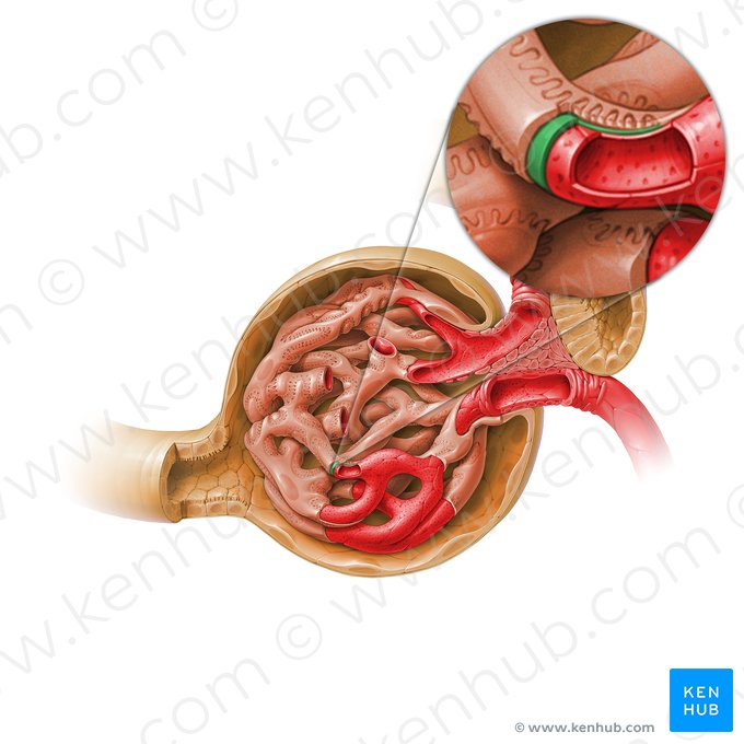 Membrana basalis (Glomeruläre Basalmembran); Bild: Paul Kim