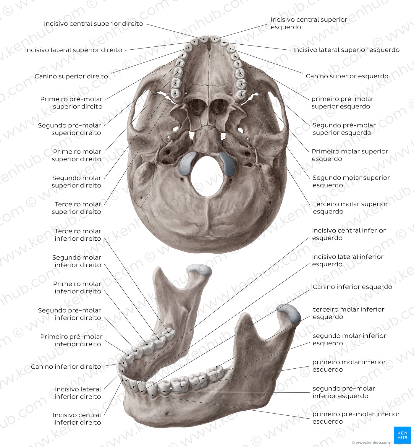 Anatomia do Dente e Mandíbula Inferior de um Jovem 6 Partes