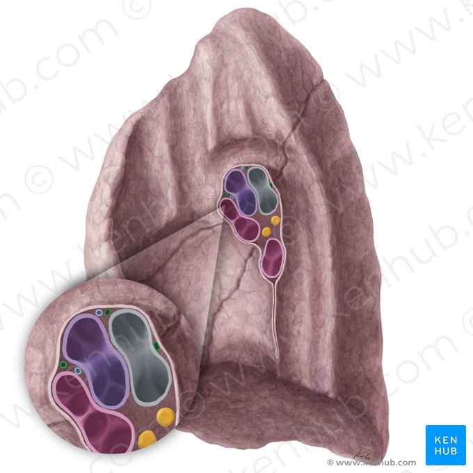 Bronchial arteries of right lung (Arteriae bronchiales pulmonis dextri); Image: Yousun Koh