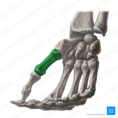 1.º metacarpal (Os metacarpi 1); Imagem: Yousun Koh