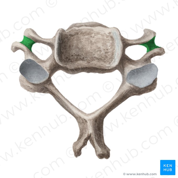 Surco del nervio espinal (Sulcus nervi spinalis); Imagen: Liene Znotina