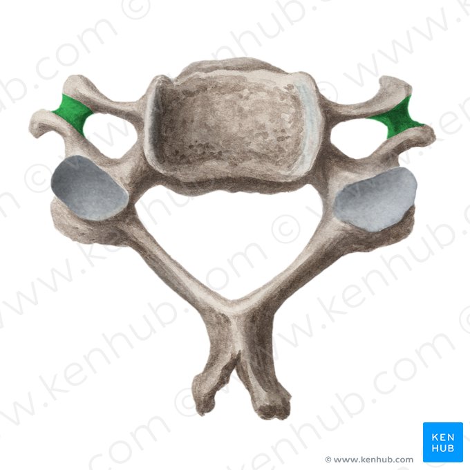 Sillon du nerf spinal (Sulcus nervi spinalis); Image : Liene Znotina