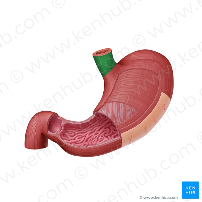 Esophagus (Oesophagus); Image: Paul Kim