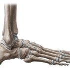 Calcaneal tuberosity