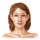 Regions of the head and neck
