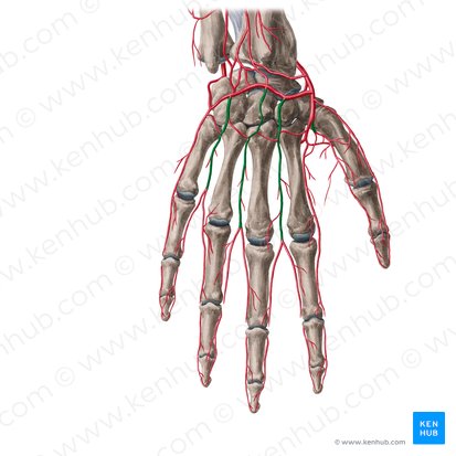 Dorsal metacarpal arteries (Arteriae metacarpeae dorsales); Image: Yousun Koh