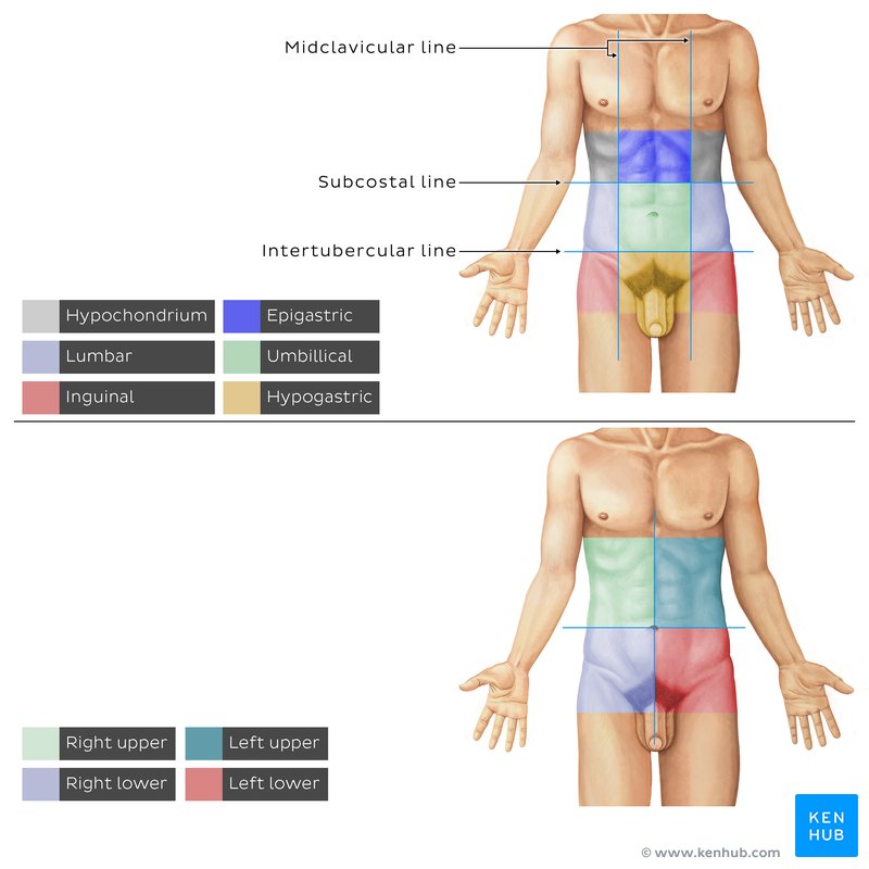 Abdominal regions and quadrants