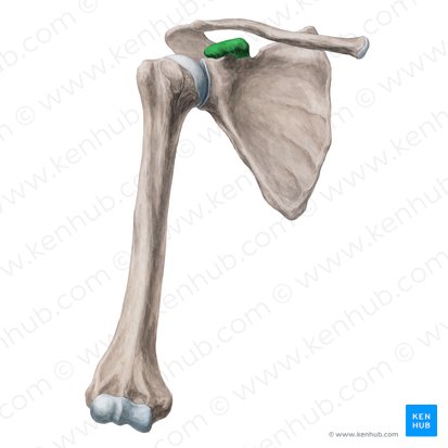 Processo coracoide da escápula (Processus coracoideus scapulae); Imagem: Yousun Koh