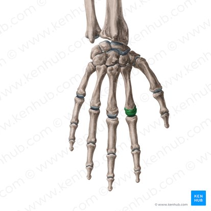 Cabeça do 2.º metacarpal (Caput ossis metacarpi 2); Imagem: Yousun Koh