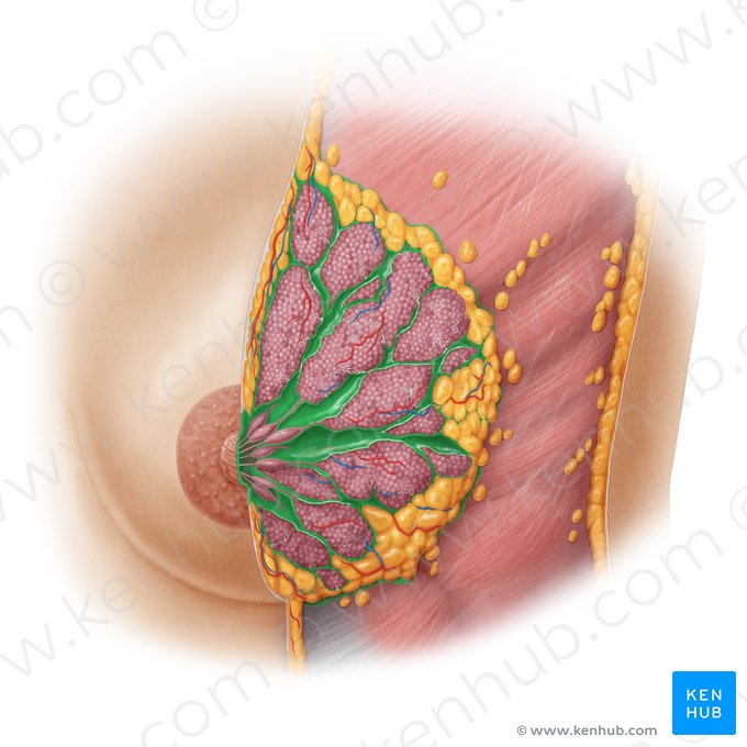 Suspensory ligaments of breast (Ligamenta suspensoria mammaria); Image: Samantha Zimmerman