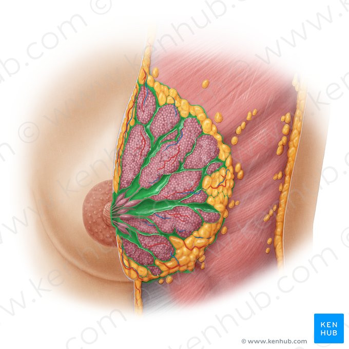 Ligamentos suspensores da mama (Ligamenta suspensoria mammaria); Imagem: Samantha Zimmerman