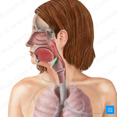 Épiglotte (Epiglottis); Image : Begoña Rodriguez