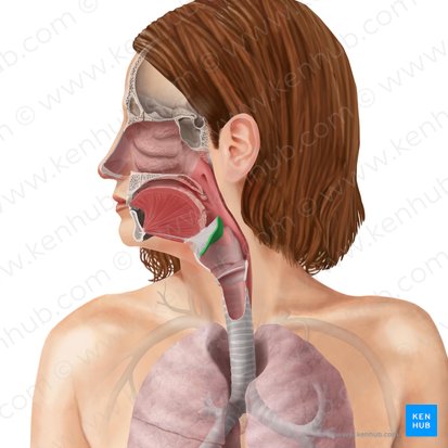 Epiglote (Epiglottis); Imagem: Begoña Rodriguez