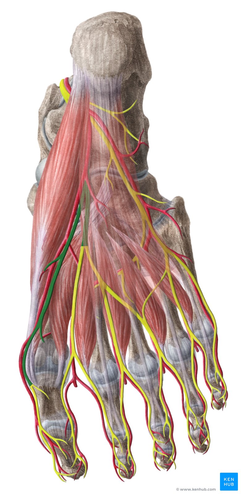 Nervo plantar medial (verde) - vista inferior
