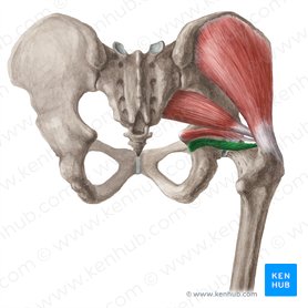 Inferior gemellus muscle (Musculus gemellus inferior); Image: Liene Znotina