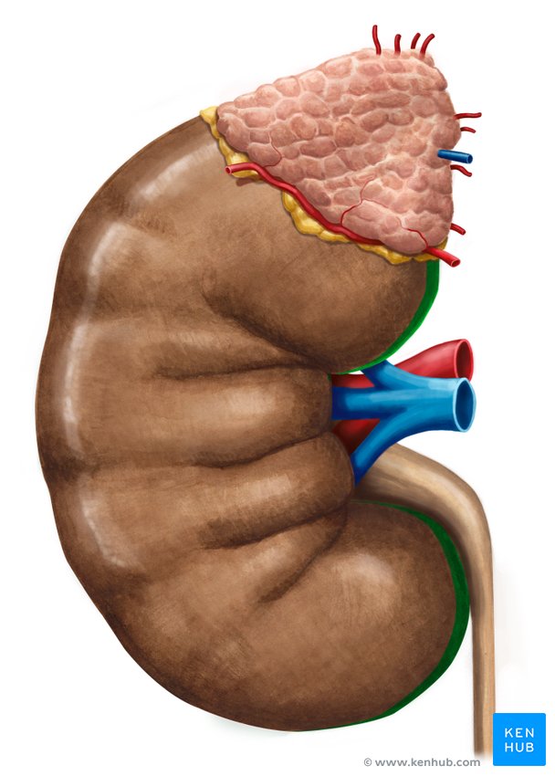 Kidney (medial border) - ventral view